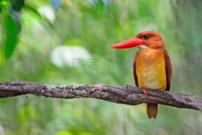翠鸟,雄性动物,红树林,自然,美,野生动物,水平画幅,可爱的,鸟类,野外动物