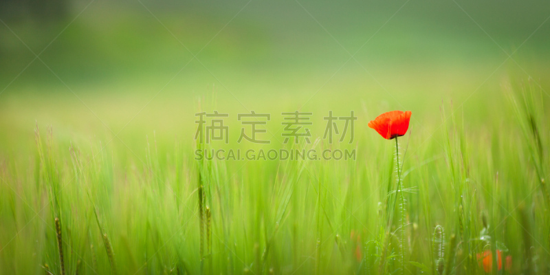 一个人,科尔德斯特里姆,大麦,水平画幅,绿色,枝繁叶茂,地形,色彩鲜艳,全景,人