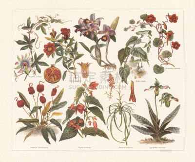 Houseplants, chromolithograph, published in 1897