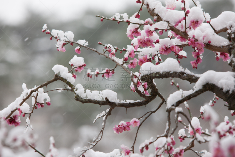 梅花,自然,水平画幅,雪,无人,户外,特写,花蕾,春天,植物