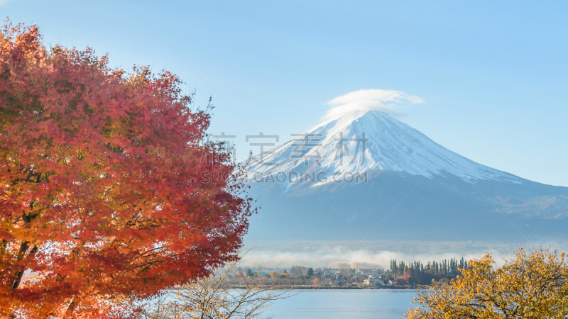 富士山,秋天,日本,红花槭,河口湖,富士河口湖,美,里山,水平画幅,雪