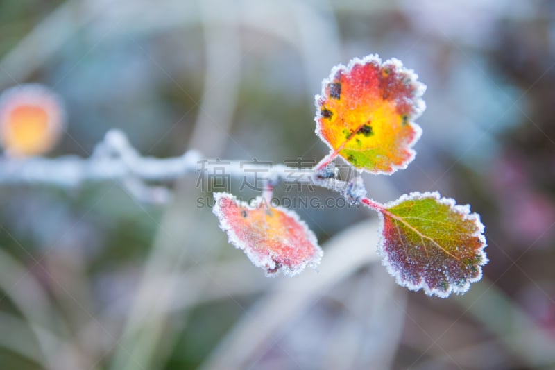 叶子,霜,水平画幅,纹理效果,雪,无人,特写,冰晶,阶调图片,想法