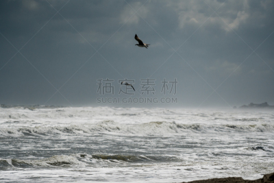 海滩,洛克威海滩,海鸥,海岸线,海浪,美国,水平画幅,无人,户外,戏剧性的天空