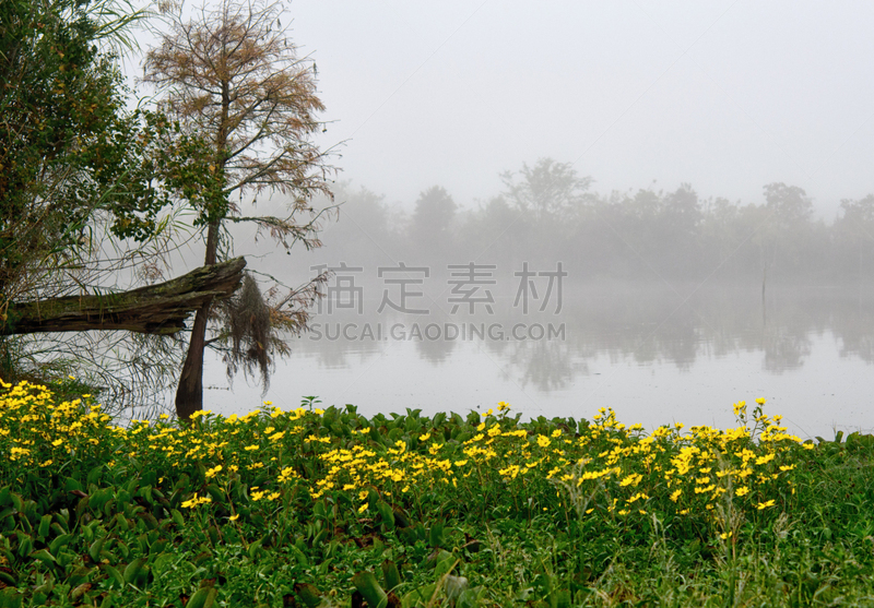 岛,黄色,路易斯安那州,雏菊,水边,色彩鲜艳,水,水平画幅,无人,苔藓