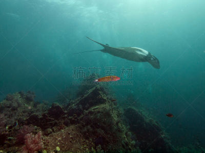 大鹞鱼,礁石,蓝塔岛,安达曼海,水平画幅,珊瑚,鱼类,潜水,海洋生命,泰国