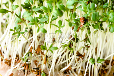 沙拉,健康食物,清新,秧苗,绿色,概念,复活节,波兰,西兰花,草甸碎米荠