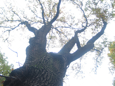 2002,石勒苏益格-荷尔斯泰因,天空,水平画幅,地形,秋天,无人,夏天,户外,草