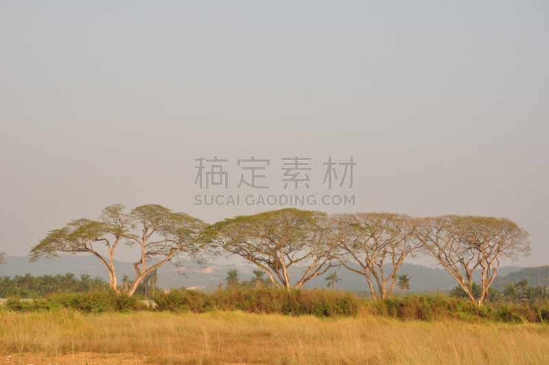 雨,森林,雨豆树,自然,美,水平画幅,地形,无人,户外,马来西亚