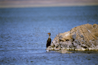 鸟类,肯尼亚,特坎那湖,灵性,朱鹭,水平画幅,埃尔门特塔湖,无人,巨大的,野外动物