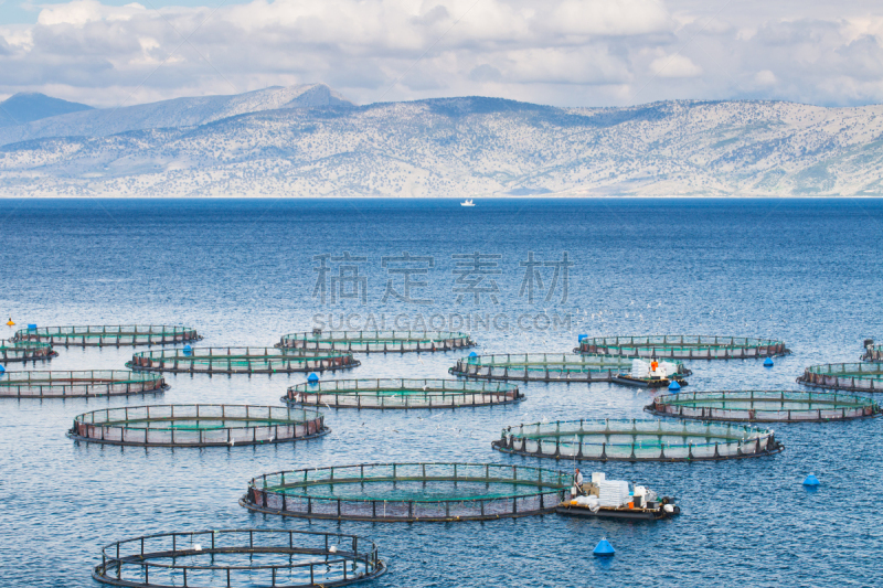 笼子,鱼类,海洋,养鱼场,海豚鱼,职业,海鲈,水,天空,浮标