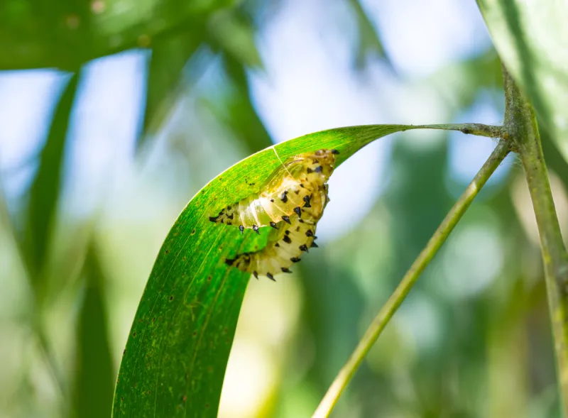 蝴蝶 茶色 新生活 毛虫 茧 动物腹部 稀缺 幼虫 蜕皮 改变图片素材下载 稿定素材