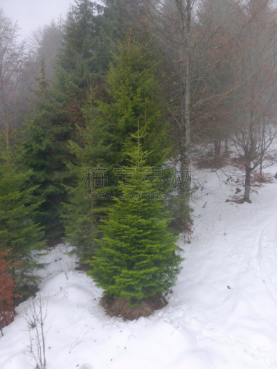 垂直画幅,度假胜地,山,雪,无人,东欧,滑雪坡,圣诞树,伊万诺-弗兰克依维卡