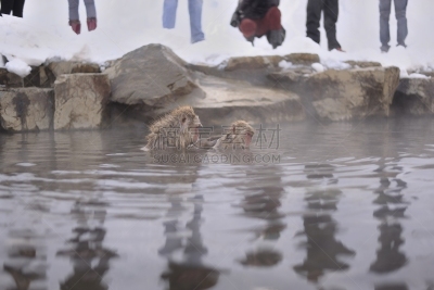 温泉,日本猕猴,水,水平画幅,雪,长野县,地狱谷,猴子,两只动物,spa美容