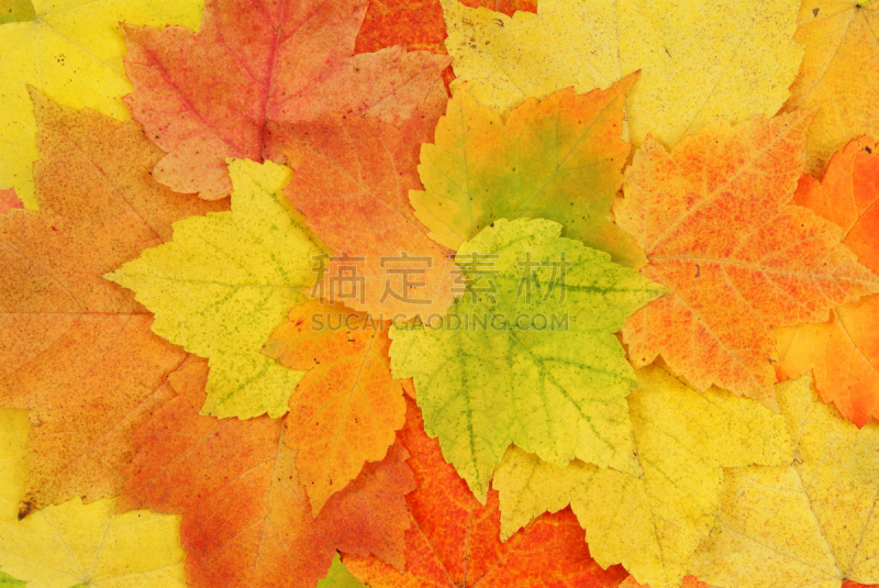 秋天,叶子,自然,水平画幅,橙色,生物,无人,植物,彩色图片,黄色