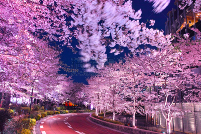 东京中城,夜晚,樱桃树,运动茄克,六本木,樱花,港区,水平画幅,无人,东京