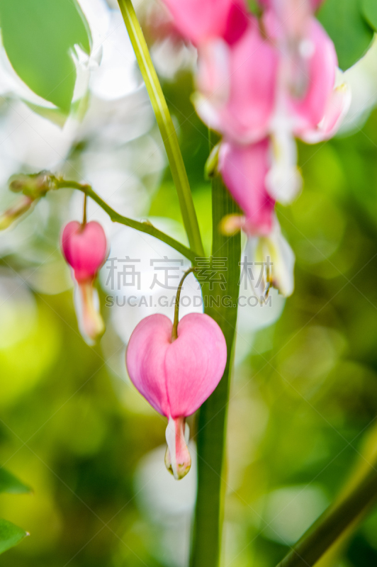 特写,荷包牡丹,垂直画幅,选择对焦,美,留白,无人,夏天,户外,仅一朵花