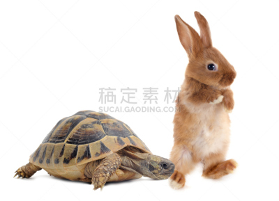 兔子,龟,野兔,赫曼氏陆龟,海龟,爬虫学,自然,小兔子,野生动物,水平画幅