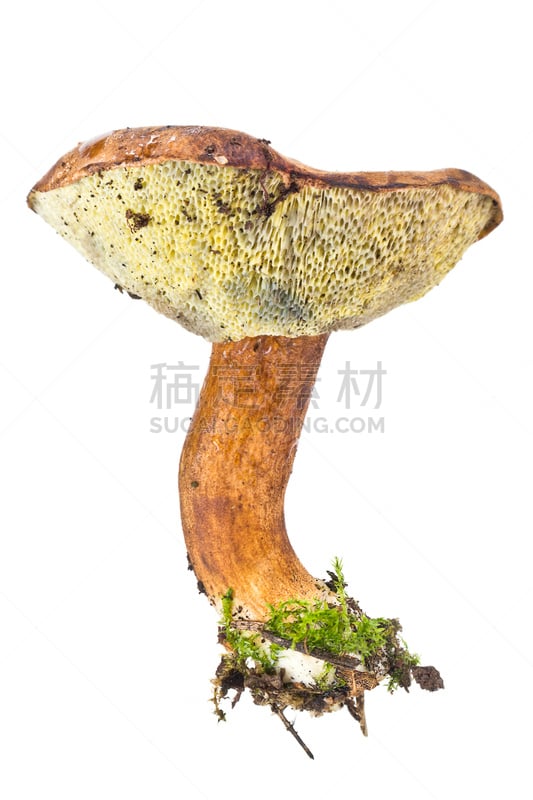 蘑菇,根状茎状植物,菌丝,真菌学,自然,垂直画幅,饮食,苔藓,膳食,偏远的