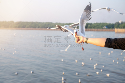 女人,鸟类,机翼,海鸥,手,喂养,飞,日落,吃,伸出