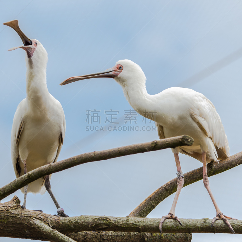 白琵鹭,玫瑰色琵鹭,琵鹭,朱鹭,欧亚大陆,动物腿,动物家庭,水,美,进行中