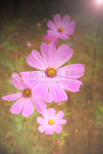 仅一朵花,垂直画幅,无人,东京,日本,江东区,特写,摄影,花