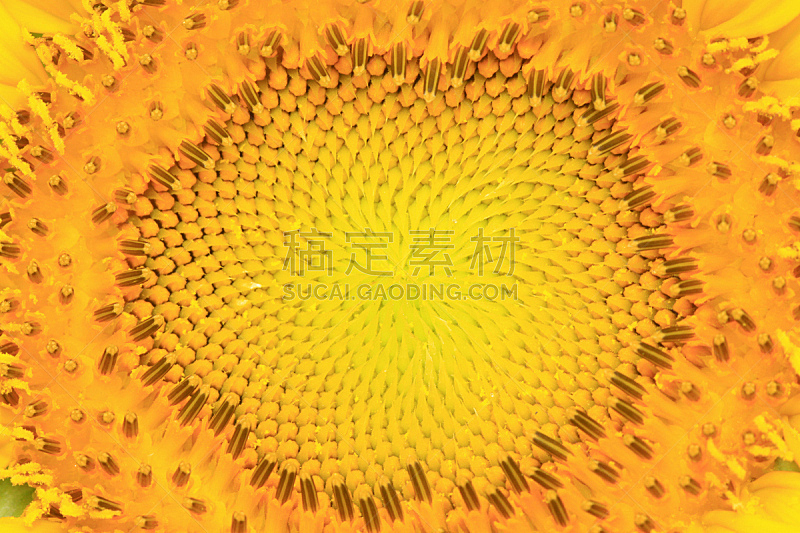 花柱头花粉 花柱头花粉图片 花柱头花粉素材下载 稿定素材