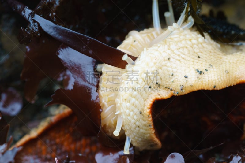 海星,加利福尼亚,蝙蝠状海星,美,水平画幅,上下颠倒,水下,生物学,特写,触须