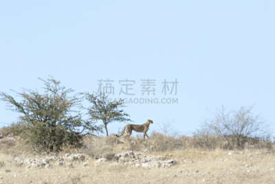 喀拉哈里沙漠,猎豹,幼兽,奥考吉马·洛奇,小印度豹,野兽游荡,悄悄接近猎物,卡格拉格帝边境公园,赞比亚,博茨瓦纳