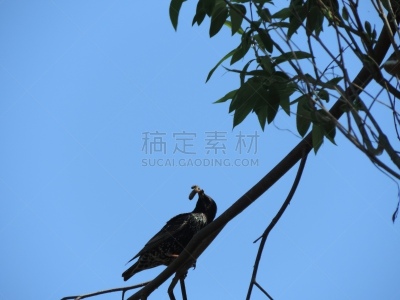 鸟类,白鹡鸰,家燕,自然,水平画幅,小的,无人,春夏系列,北美歌雀,爱沙尼亚