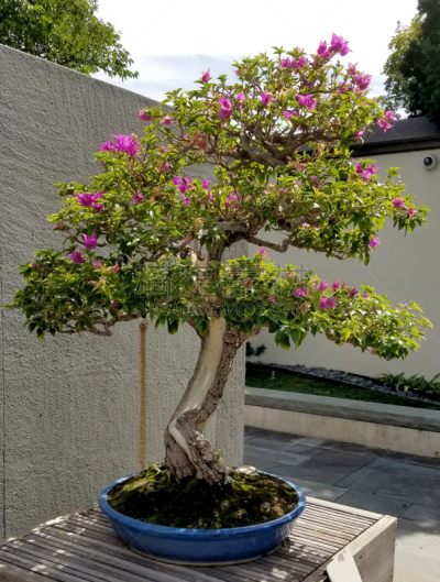 盆景,星和园,电缆,垂直画幅,无人,户外,室内植物,植物,常绿树,枝