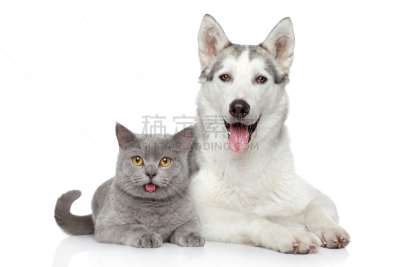猫,狗,白色背景,幸福,纯种犬,水平画幅,猫科动物,两只动物,肖像,幼小动物