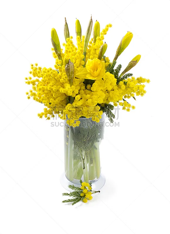 水仙花 金合欢树 花束 白色 分离着色 多花水仙 国际妇女节 嫩枝 母亲节 花瓶图片素材下载 稿定素材 水仙花 金合欢树 花束 白色 分离着色 多花水仙 国际妇女节 嫩枝 母亲节 花瓶图片素材下载 稿定素材