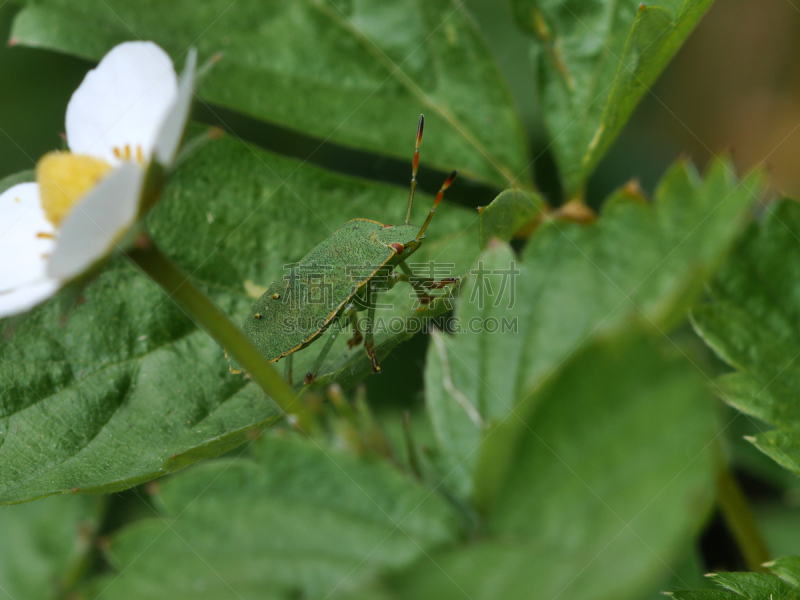 green shield bug,水平画幅,无人,动物学,户外,生物学,特写,盾蝽,大特写,叶子