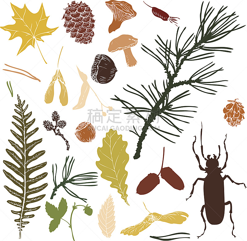 巨大的,组物体,森林,欧锻树,雪松,橡树果,蕨类,背景分离,秋天,环境