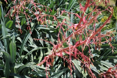 袋鼠爪花,帕塔鲁马,红色,水平画幅,无人,花坛,户外,花头,鲜花盛开,摄影