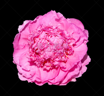 牡丹,濒危物种,黑色背景,美,水平画幅,无人,特写,植物,植物学,清新