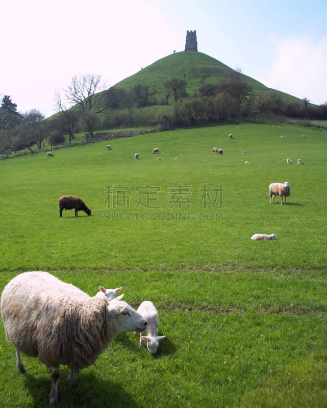 格拉斯顿伯里石山,羊羔,绵羊,都市风景,垂直画幅,天空,葛雷斯顿柏利音乐会,格拉斯顿伯利,格拉斯顿伯里音乐节,绿色