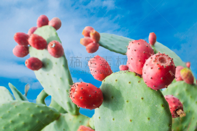 仙人球,水果,梨果仙人掌,无人,栽培植物,植物,图像,水平画幅,仙人掌,意大利