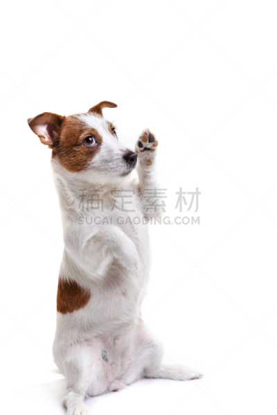 狗,杰克拉瑟短腿犬,白色背景,垂直画幅,拍摄场景,褐色,纯种犬,可爱的,家畜,梗犬