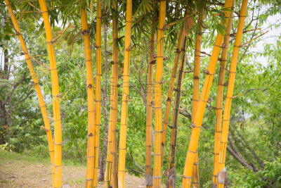 竹林,风水,毛伊岛,竹,夏威夷,京都府,美,禅宗,艺术,水平画幅