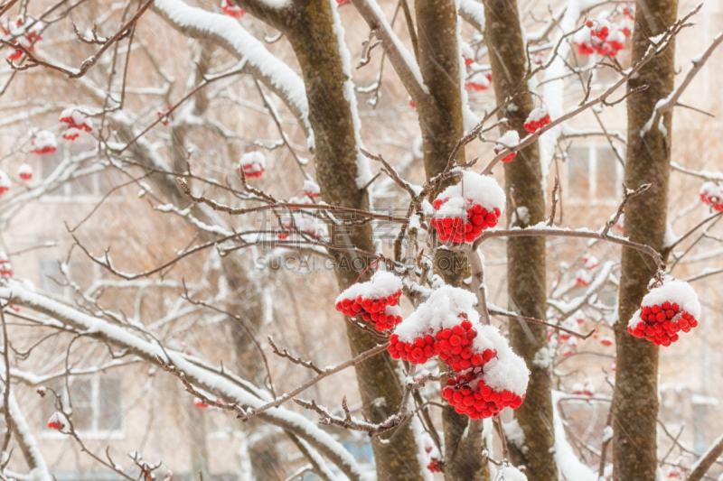 雪,浆果,山梨树,自然,暴风雨,悲痛,水平画幅,户外,红色,灰树