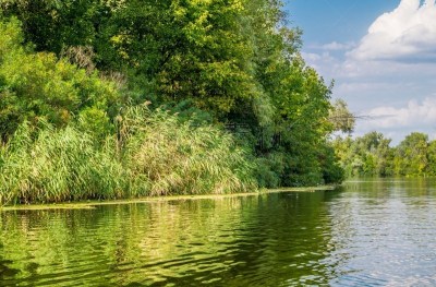 Сезонное цветение воды в реке. Зелёные диатомовые водоросли. Загрязнение речных вод