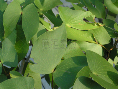 mopani tree,叶子,青年人,春天,水平画幅,绿色,动物身体部位,翅膀,特写,儿童