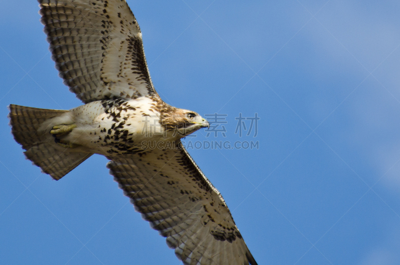 红尾鹰,人老心不老,天空,蓝色,红尾蟒蛇,自然,褐色,野生动物,食肉鸟,水平画幅