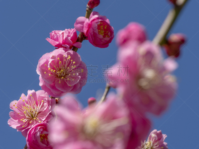 花朵,自然界的状态,新年前夕,梅子,春天,李树,植物,杏,枇杷,李子