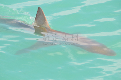 鲨鱼,笼子,自然,非洲,球形饵鱼群,极限运动,图像,海洋,南非,海鱼