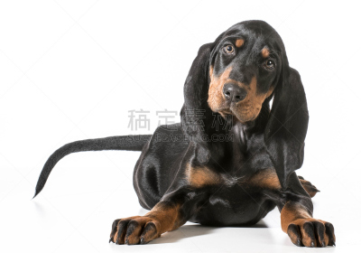 小狗,可爱的,宁静,水平画幅,家畜,白色背景,面部表情,背景分离,猎犬,犬科的