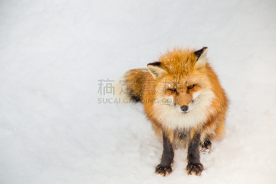 雪,日本,冬天,仙台,红狐,宫城县,自由,野生动物,哺乳纲,猫科动物
