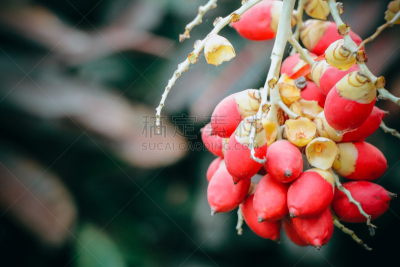 棕榈树,焦点,红色,封蜡,美,水平画幅,夏天,户外,特写,泰国