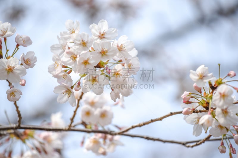 粉色,樱之花,亚洲樱桃树,花见节,春季系列,植物园,天空,美,新的,水平画幅